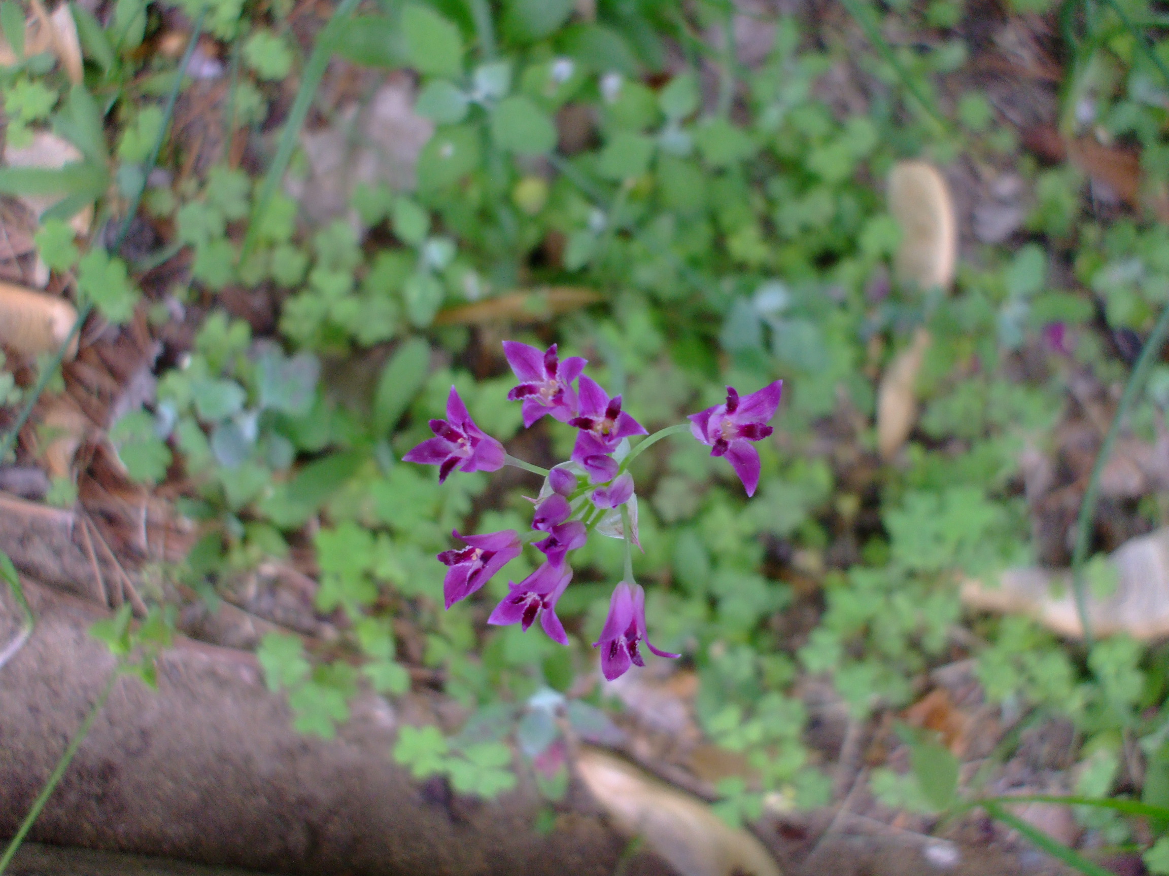 Allium crispum